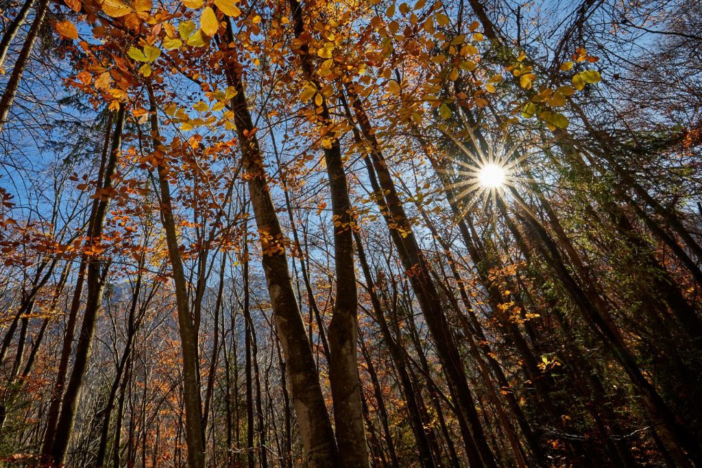 Nuovo foto album: Fotografare nel bosco con la tecnica del flash fill-in