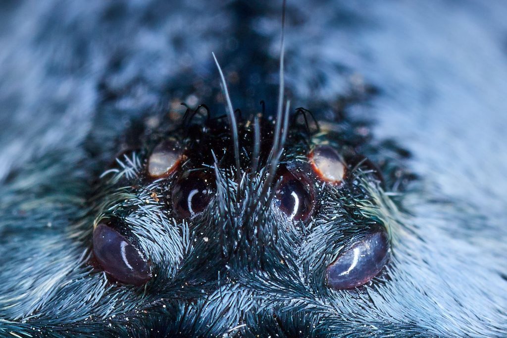 Nuovo foto album: Macrofotografia con ragni e scorpioni