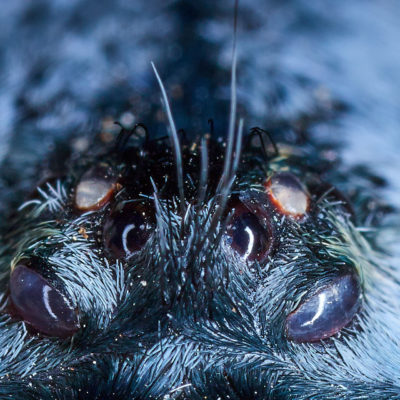 Nuovo foto album: Macrofotografia con ragni e scorpioni