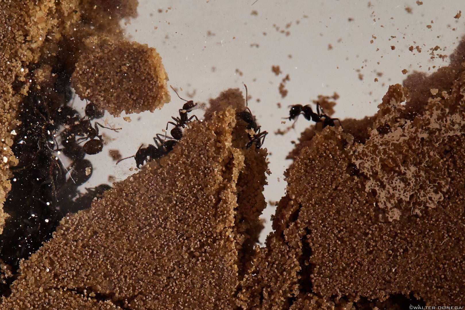 Kit formicaio domestico con formiche e regina