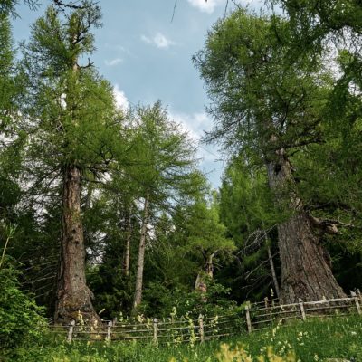 I larici millenari della Val d'Ultimo